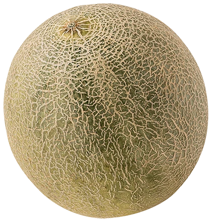 Cantaloupe Melon