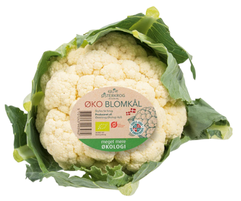Økologisk Blomkål Danmark