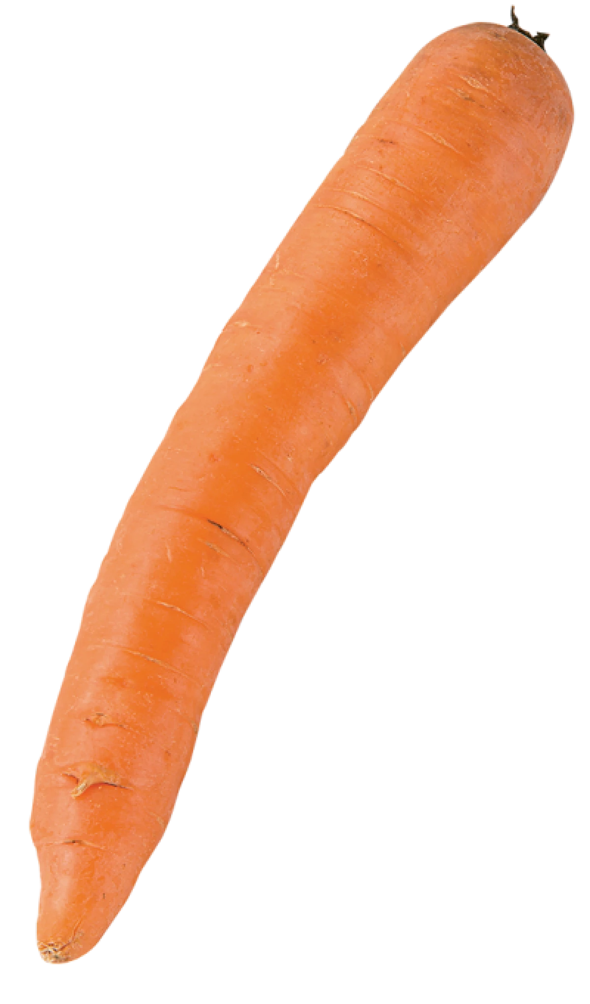 Økologiske Gulerødder