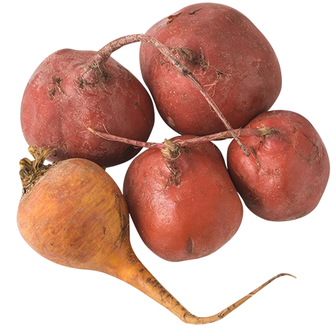 Økologiske Farvede Beder