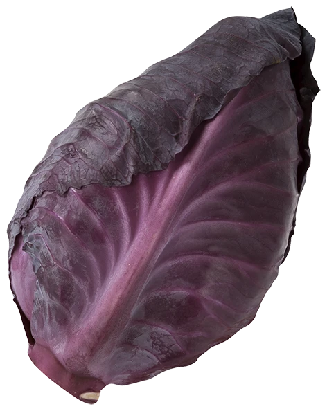 Øko Spidskål Rød