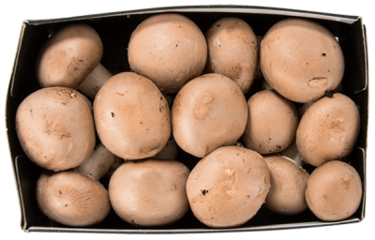 Salling ØKO, Brune champignon øko